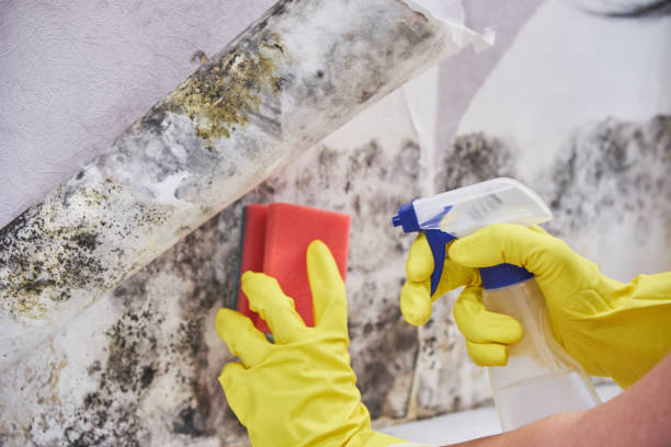 Environmental Consulting for Mold Prevention in El Granada, CA